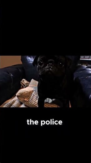 Count Dankula's Second Pug Video: Political Correctness Meets Comedy