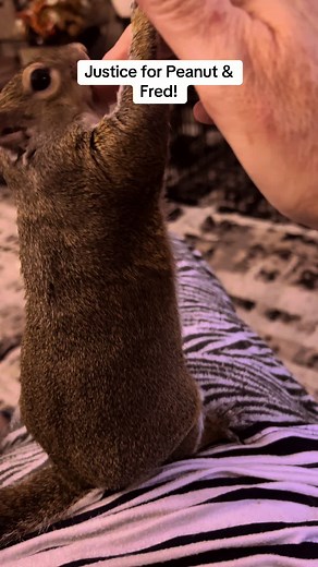 LaCasaDeBlancaNieves on TikTok