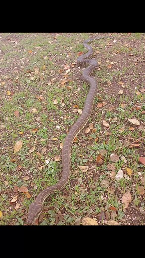 Bredl's python - Morelia Bredli #redsnake #Morelia #snakelife #1Love #1passion | Bryan A Castillo