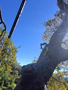 1.3K views · 16 reactions | Southern Cutts Tree Service on Reels | Facebook