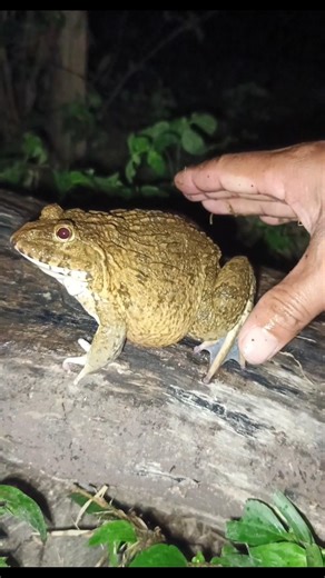 CUTE big BULLFROG Jumps so FUNNY😂😁 #jumping #frog #animals #funny