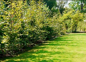 Planter une haie de charmille : Guide pratique et conseils efficaces