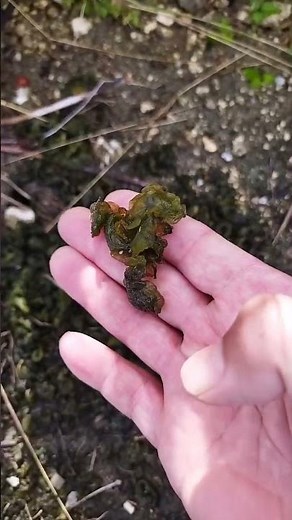 イシクラゲ 世界中どこにでもあり食べることができる。即身仏になる人が最後まで食べれる