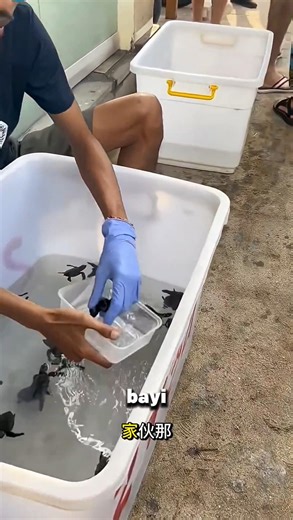 Never Make These Mistakes When Buying a Turtle #shorts