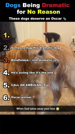 These Dogs Are Way Too Dramatic! 🐶🎭