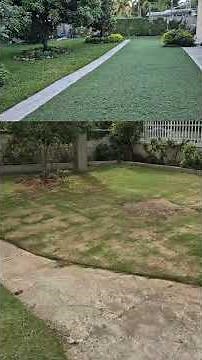 Bermuda vs Zoysia: 7 Days After Renovation!