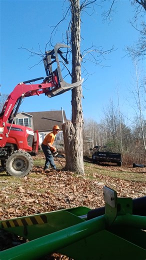 A few pictures and a quick video of today's double. Tomorrow, 2 much larger ones come down. Video- | Affordable Tree Service