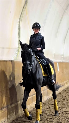 Explore the Joy of Equestrian Dressage