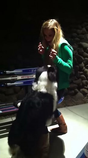 Dog Humps Girl