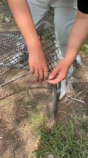 Why These Farmers Raise Chickens in Foldable Tunnels 🐔 ​ #gardening