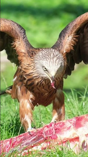 Eagle Eats! Golden Eagle Hunting in 4K (Gold Eagle Close-Up) #wildlife
