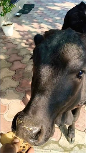 Chhoti Chhoti Gaiya 🐮 | Cutest Calf Ever! ✨ #shorts #cowlove #feedinganimals
