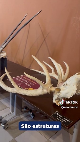 Diferença entre corno e chifre: curiosidades animais