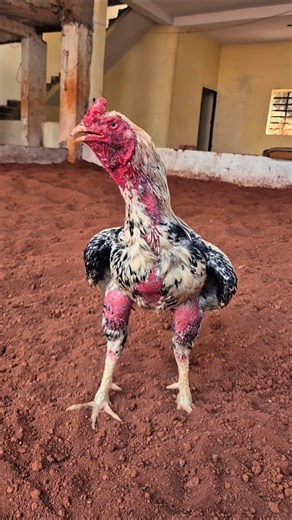 all time.s favourite original Aseel "java" bard ready to next🏆‪@buntypehelwan8260‬🇮🇳🏆