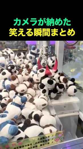 カメラが捉えた笑える瞬間まとめ😂 #fun #funny #funnyvideos