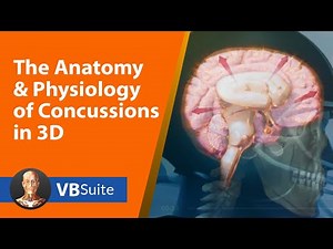 The Anatomy & Physiology of Concussions in 3D