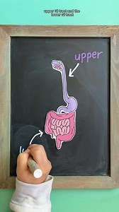 63K views · 32 reactions |  GASTROINTESTINAL SYSTEM OVERVIEW ...