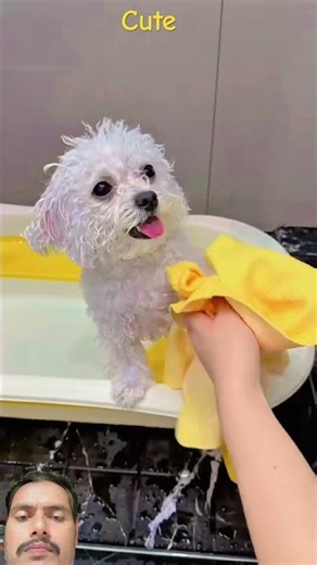 Aaj mummy ne nahlaya #pets #cuteanimals