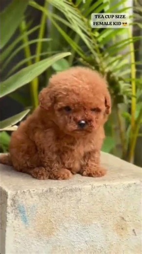 TOY POODLE PUPPY AVAILABLE 🐶🔥||PET HUB BERHAMPUR