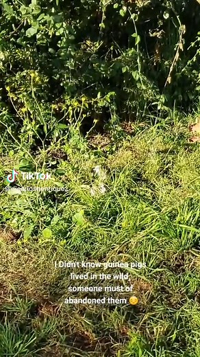 Wild Guinea Pigs: Discovering Cute Animals in Nature