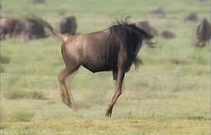 Nature's Great Events - Nature's Most Amazing Events