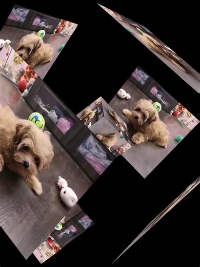 🍓 Little Miss Red Teddy 💕 Meet our Teddy Mini Maltipoo (Female) — Taiwan bloodline, Microchip 0929. Her sweet, calm nature makes her the perfect cuddle companion 🐾🌷 Soft red coat, tiny frame, and an adult size under 3 kg — simply lovely ✨ Your heart’s new happy place 💛 | K-9 SALON