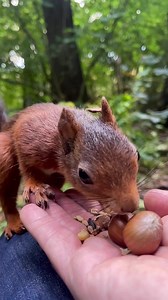 35K views · 2.7K reactions | Halfear's Hazelnut Quest: Halfear the squirrel makes a speedy visit, inspecting a hazelnut with precision before dashing off in pursuit of the perfect hiding spot. | Squirrels by Fotoscenen | Facebook