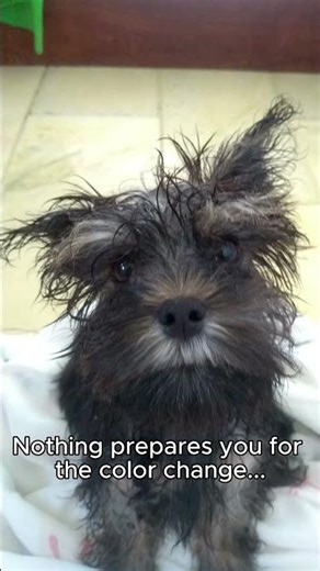 My yorkie mixed #puppy #dog #yorkie