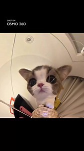Left DJI Osmo 360 at home to see what it would capture... 👀🐈 Turns out, it caught footage of a very rare creature. 😏 #djiosmo #Osmo360 #djiosmo360 #360camera #360videography #360capture #osmocreation #wildlife #house #catsoftiktok #foryou