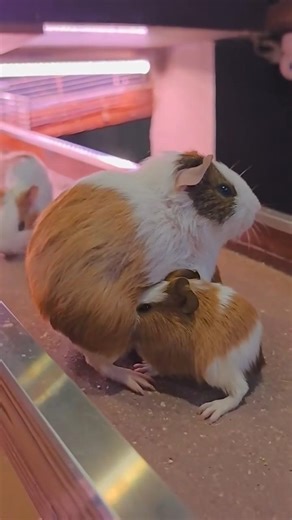 Just caught this mama guinea feeding her babies ❤️🐹 | Guinea pig feeding #guineapig #cavy #minipigs
