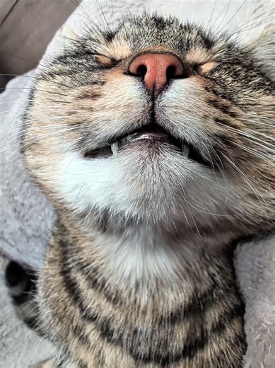 Happy Fluffy Misti 😻💟💤💟😻 #cat #cats #fyp #asmr