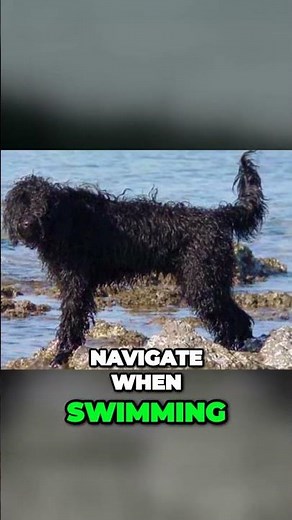 Portuguese Water Dog - Made for Swimming