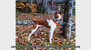 Dangerous Foods for Your Treeing Feist: What to Avoid