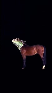 @horse 🐴🐴🐎🐎🔥🔥🫣