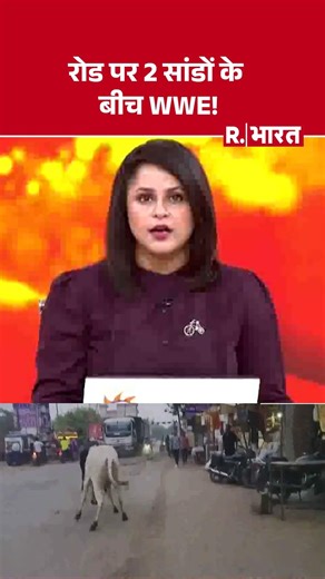 #shortvideo : रोड पर 2 सांडों के बीच WWE! | Sitapur Bulls Fight | UP News | Breaking #shortvideo