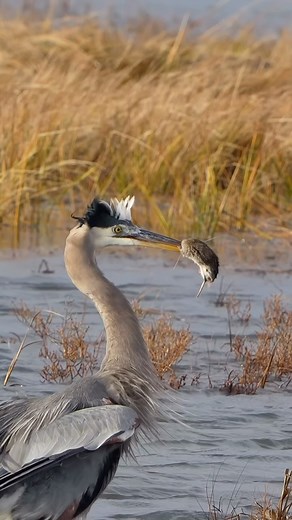 Sam Rino on Instagram: "Great blue heron catches what appears to be a rat 🐀 probably flushed out after a severe storm and flooding . The crazy part is a gull tries to steal it from the heron . Crazy gulls !!! Shot on Sony A6700 and 200-600 in 4K 120p Focus mode tracking Manual iso set to 500 (native Iso for A1 ) 2 New videos.on my Youtube channel !!! First covers a red tailed hawk nest second a video covers the new Sony A7IV. Lots of pics, videos and my thoughts on the camera !!! Link for chann