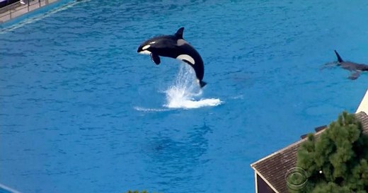 SeaWorld to phase out killer whale shows