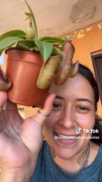 Observa las Fascinantes Plantas Carnívoras 🌱✨