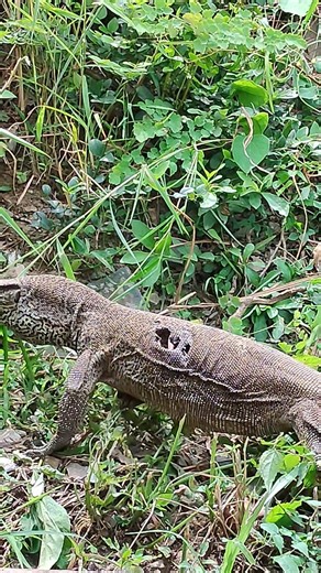 गोह (Monitor Lizard)/Goyra also Known as Chandan goira, Goyli, vish khopda, Ghrpada, Patlagho etc.