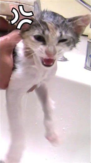 子猫にシャンプーしたら絶叫が止まらない #子猫 #youtube猫動画 #子猫シャンプー