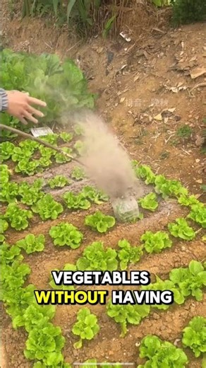 how to fertilize vegetables