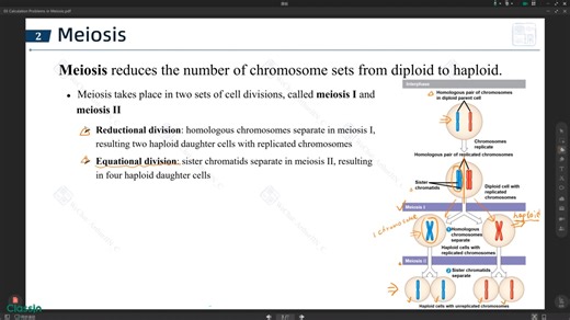 USABO BBO高频技巧|Calculation Problems in Meiosis|减数分裂的计算问题