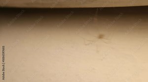 Cellar spider dances, bounce. Spiders dance as a defense mechanism to scare away enemies and for mating.