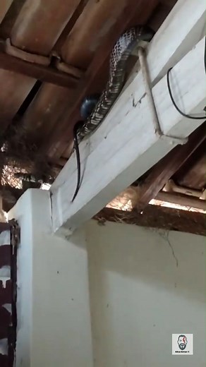 Caninana batendo o rabinho pro morador - estressadíssima Espécie: Spilotes pullatus Vide de Fabiano Vargas Gonçalves Data: 28/08/2023 Localidade: Aragoiânia GO Video cedido para uso exclusivo do Biólogo Henrique | Biólogo Henrique o Biólogo das Cobras