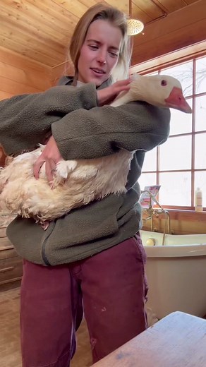 Treating momma goose for bumblefoot. First we soak in epsom salt, then apple cider vinegar bath then spary with Vetericyn!