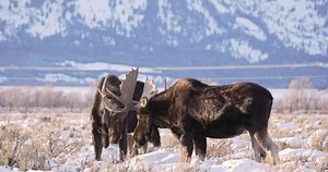 Watch what happens when two moose collide with full force