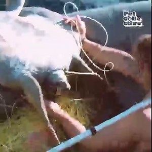 13M views · 166K reactions | Watch these heroic brothers incredible sea turtle rescue! | The Pet Collective | Facebook