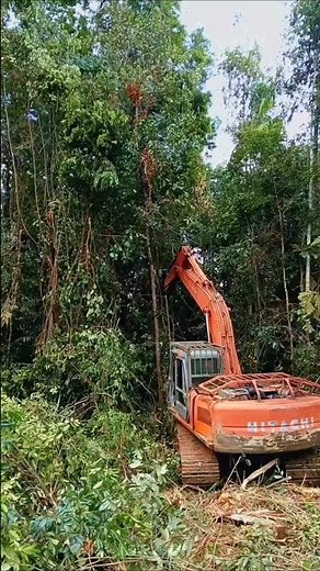 Finding tampoi fruit in the forest