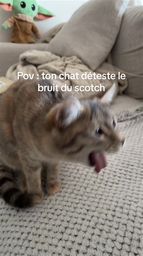 Le chat et le bruit du scotch : réaction drôle