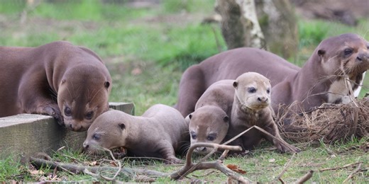 Adorable endangered otter cubs born at New Forest wildlife park
